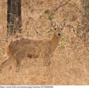 Four-Horned Antelope | First Recorded Sightings - Gautam Buddha Wildlife Sanctuary, Bihar