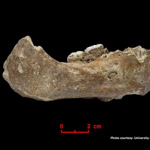 Denisovan Humans in Tibet: A new study confirms the presence of Denisovan humans in the Tibetian Plateau