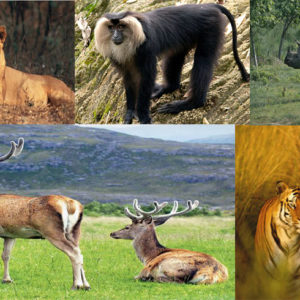 A Current Overview On The Endangered Species Of India